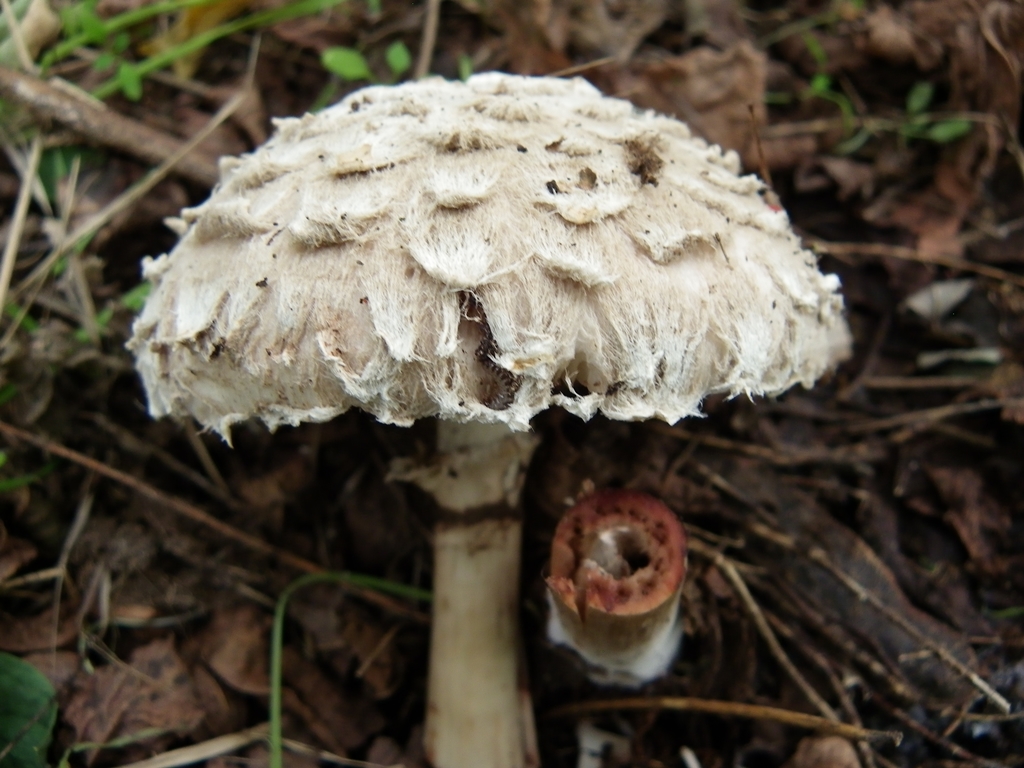 Piruló õzlábgomba